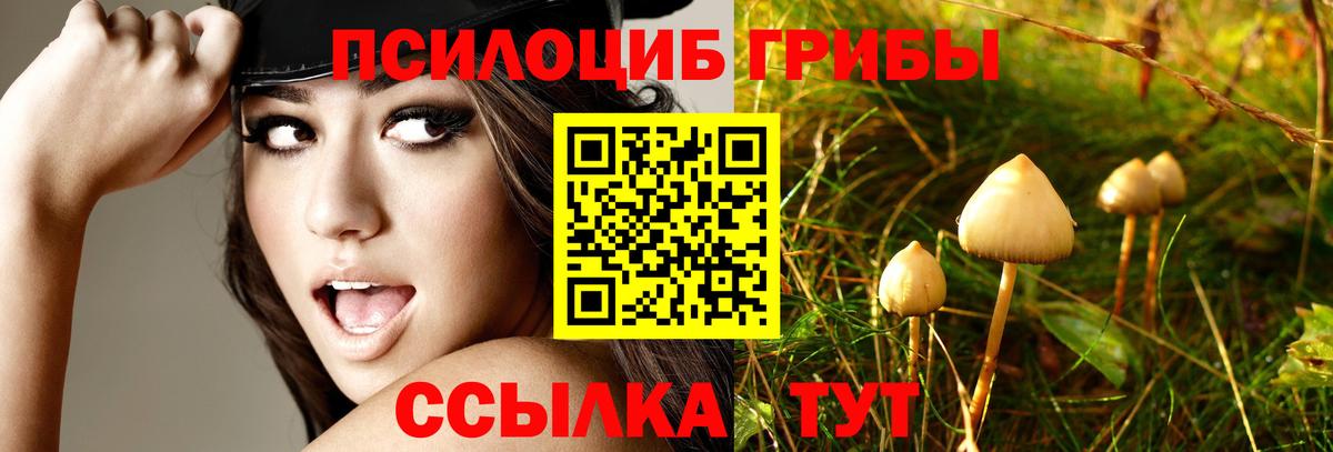 Галлюциногенные грибы Cubensis  Вход с VPN  Галлюциногенные грибы мицелий  Грязи 